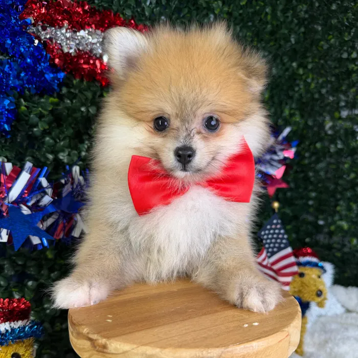 Male Pomeranian puppy named Chico for sale at Puppy Dreams - Garland.
