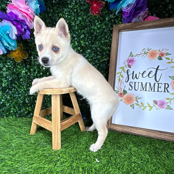 Male Alaskan Klee Kai puppy named *Arlington* for sale at Puppy Dreams - Mansfield.