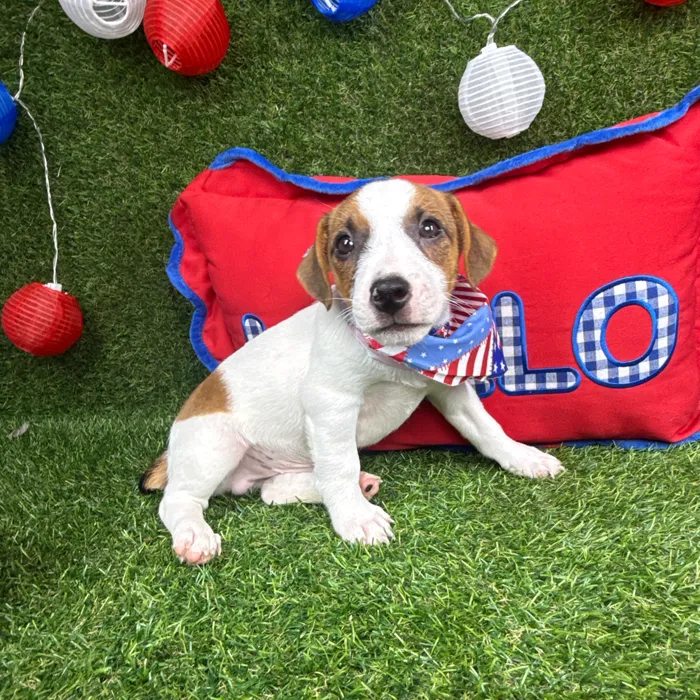 Male Jack Russell Terrier puppy named Resses for sale at Puppy Dreams - Arlington.