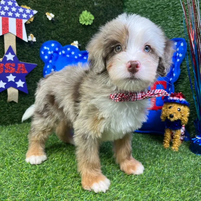 Male Bernedoodle Mini puppy named Cooper for sale at Puppy Dreams - Carrollton.