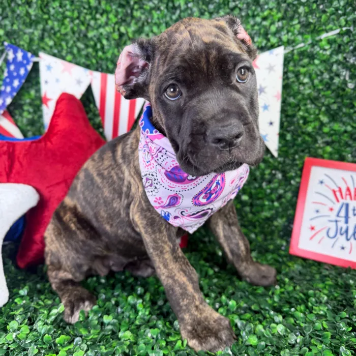 Female Cane Corso puppy named Zara for sale at Puppy Dreams - North Richland Hills.