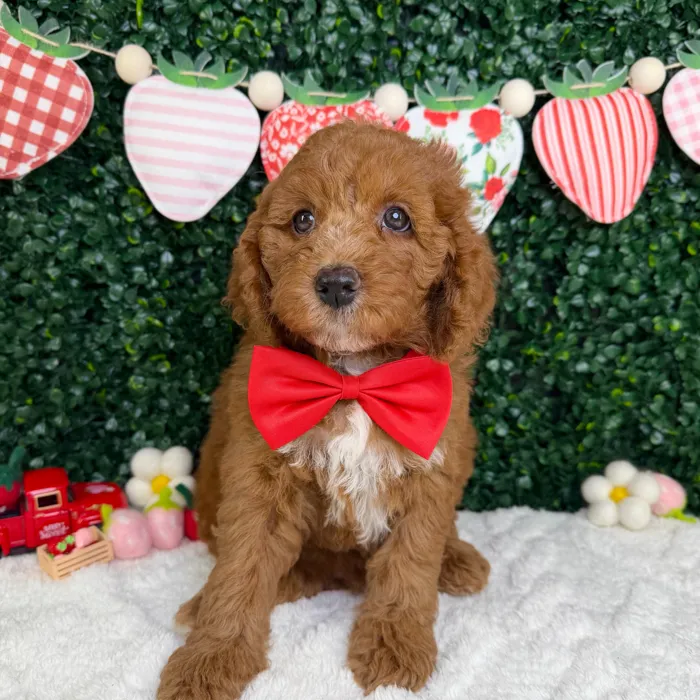Male Mini Goldendoodle puppy named Milo for sale at Puppy Dreams - Garland.