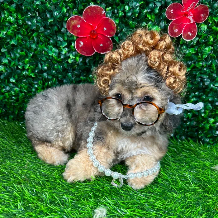 Female Cockapoo puppy named *Elenor* for sale at Puppy Dreams - Mansfield.
