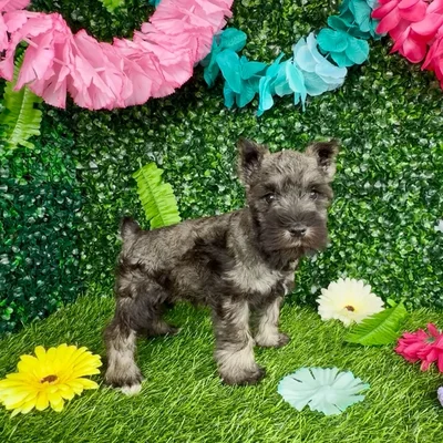 Male Mini Schnauzer puppy named Lynx for sale at Puppy Dreams - Denton.