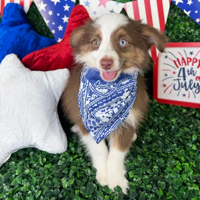 Male Mini Aussie puppy named Benji for sale at Puppy Dreams - North Richland Hills.
