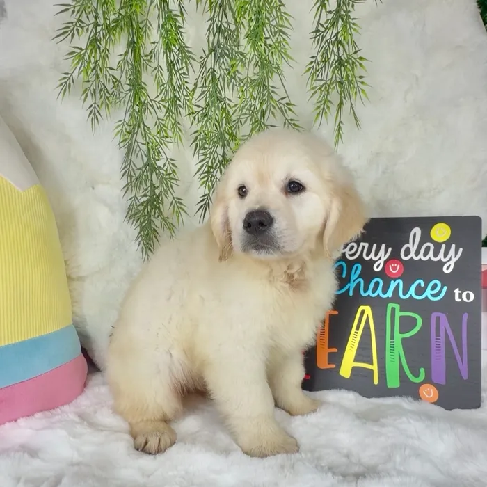 Male Golden Retriever puppy named Oakley for sale at Puppy Dreams - Denton.