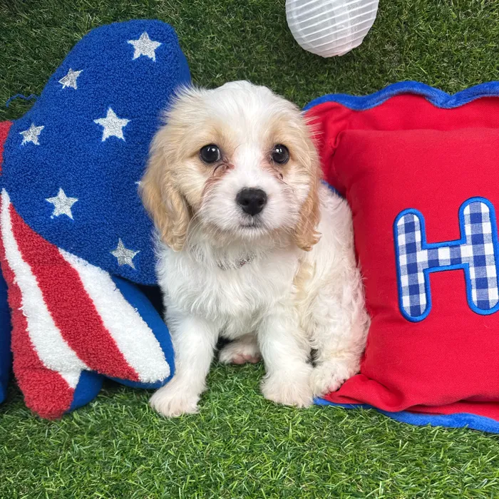 Female Cavachon puppy named Boba for sale at Puppy Dreams - Arlington.