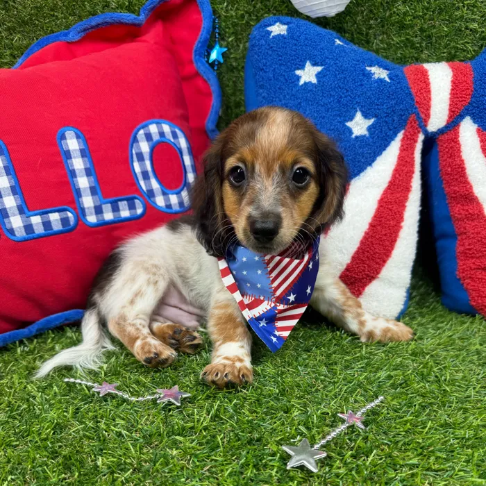 Male Dachshund puppy named Ozzie for sale at Puppy Dreams - Arlington.