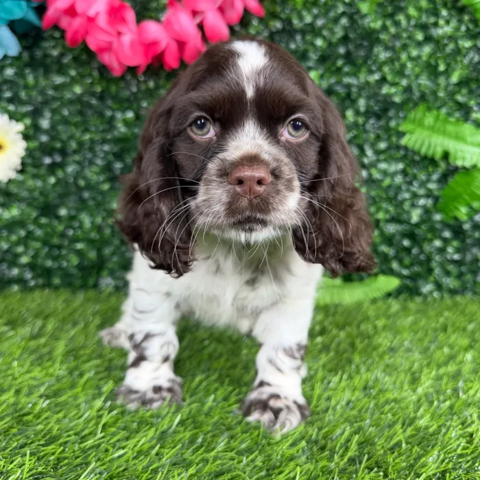 Female Cocker Spaniel puppy named Fifa for sale at Puppy Dreams - Denton.