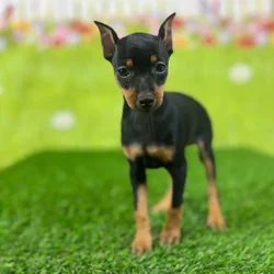 car_main_img_/media/ap_media/pets/BCLWJQMKSSDI137631.webp.250x250_q85.webp