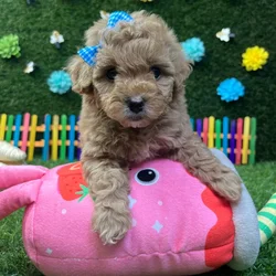 car_main_img_/media/ap_media/pets/BCOVCFAQVEVD376423.webp.250x250_q85.webp