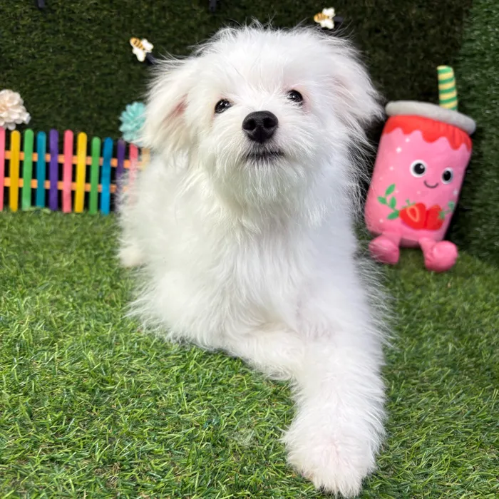 Male Pomachon puppy named Puff for sale at Puppy Dreams - Carrollton.