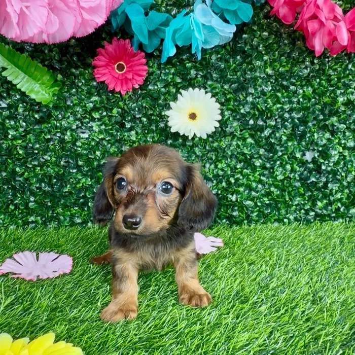 Male Dachshund puppy named Cole for sale at Puppy Dreams - Denton.