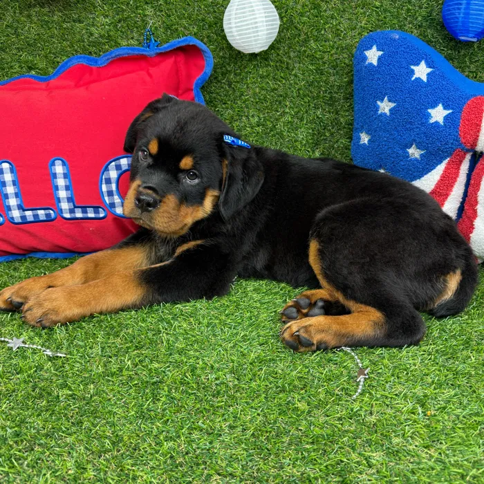 Female Rottweiler puppy named Opal for sale at Puppy Dreams - Arlington.