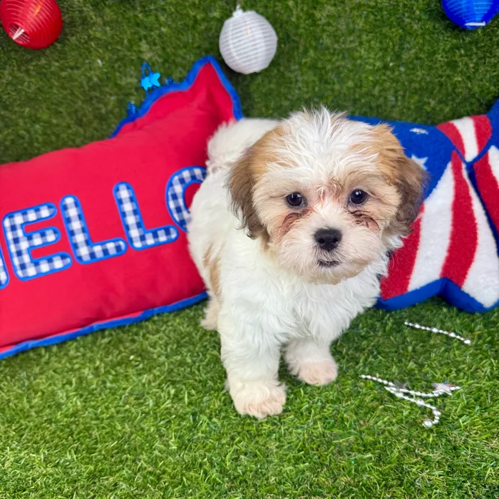 Male Teddy Bear puppy named Lucky for sale at Puppy Dreams - Arlington.