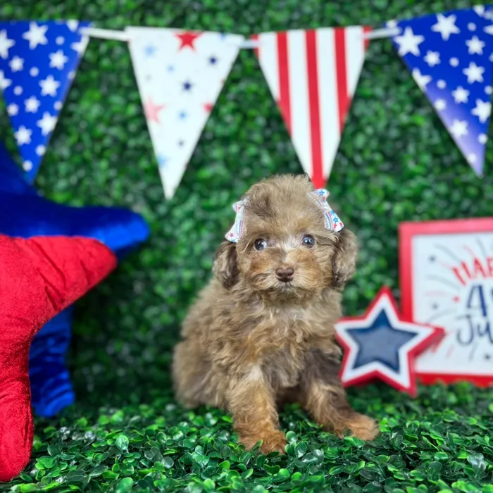 Female Mini Poodle puppy named Eva for sale at Puppy Dreams - North Richland Hills.