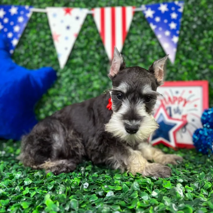 Female Mini Schnauzer puppy named Nova for sale at Puppy Dreams - North Richland Hills.