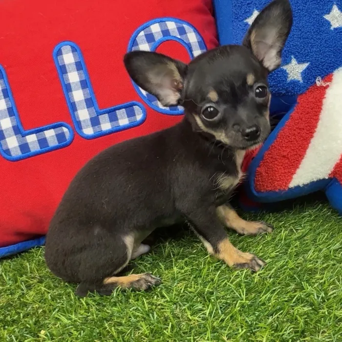 Male Chihuahua puppy named Cricket for sale at Puppy Dreams - Arlington.