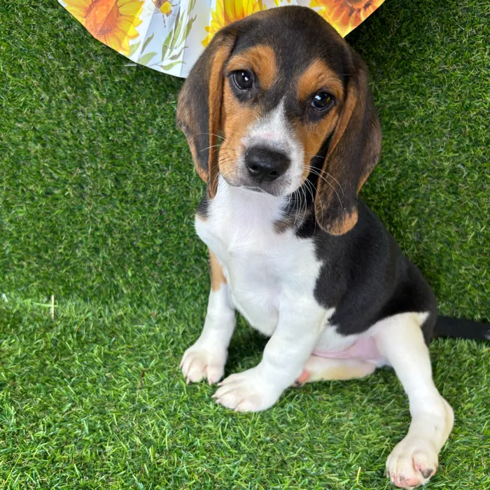 Male Beagle puppy named Charlie for sale at Puppy Dreams - Arlington.