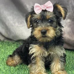 Female Yorkie puppy for sale at Puppy Dreams - Arlington.
