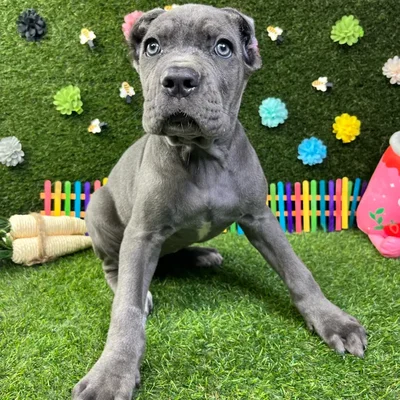 Female Cane Corso puppy named Ivy for sale at Puppy Dreams - Carrollton.