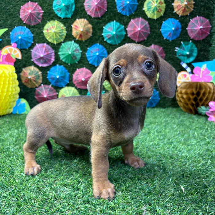 Male Dachshund puppy named Ash for sale at Puppy Dreams - Carrollton.