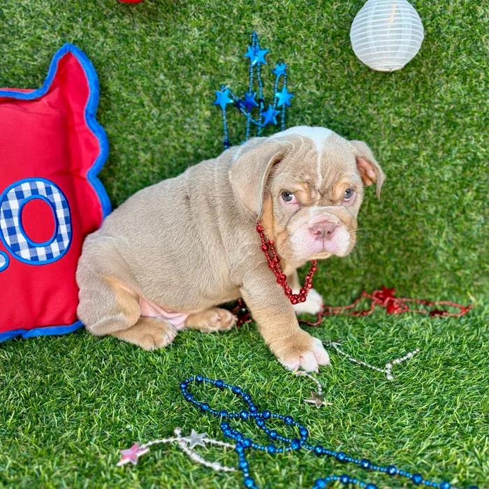 Male English Bulldog puppy named Gobble for sale at Puppy Dreams - Arlington.