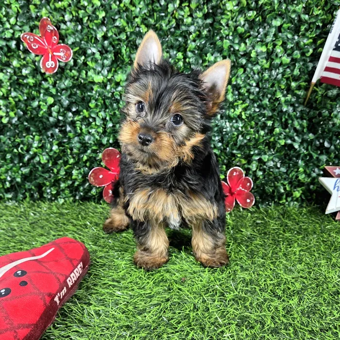 Male Yorkie puppy named *Waffles* for sale at Puppy Dreams - Mansfield.