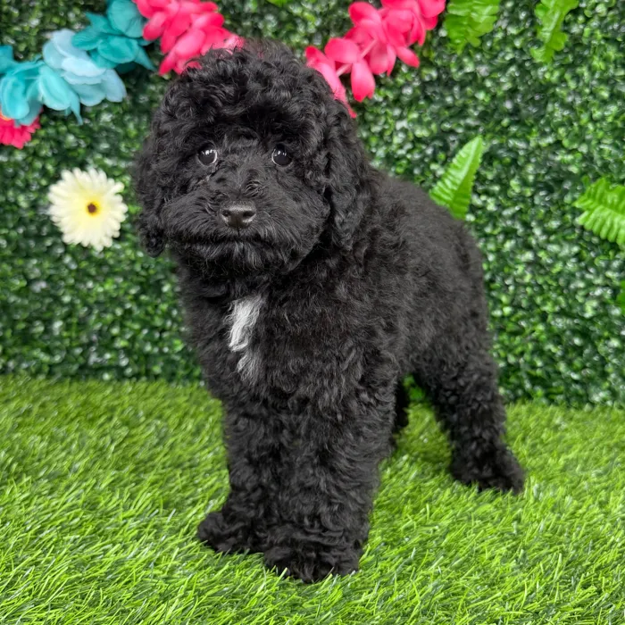 Female Mini Poodle puppy named England for sale at Puppy Dreams - Denton.