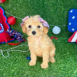 car_main_img_/media/ap_media/pets/BKVJCFAQYDKS395609.webp.250x250_q85.webp