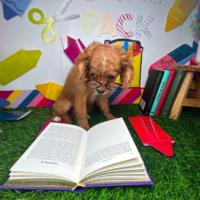 Female Cavapoo puppy named *Mrs. Parks* for sale at Puppy Dreams - Mansfield.