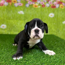 car_main_img_/media/ap_media/pets/BMAMHBLLFOUH137663.webp.250x250_q85.webp