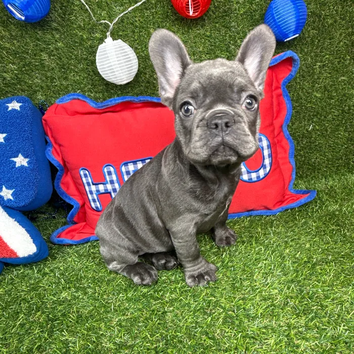 Female French Bulldog puppy named Pupcake for sale at Puppy Dreams - Arlington.