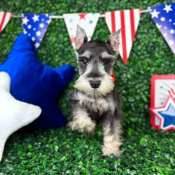 Female Mini Schnauzer puppy named Nova for sale at Puppy Dreams - North Richland Hills.