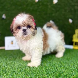 car_main_img_/media/ap_media/pets/BPEUXDSHMFZM126238.webp.250x250_q85.webp