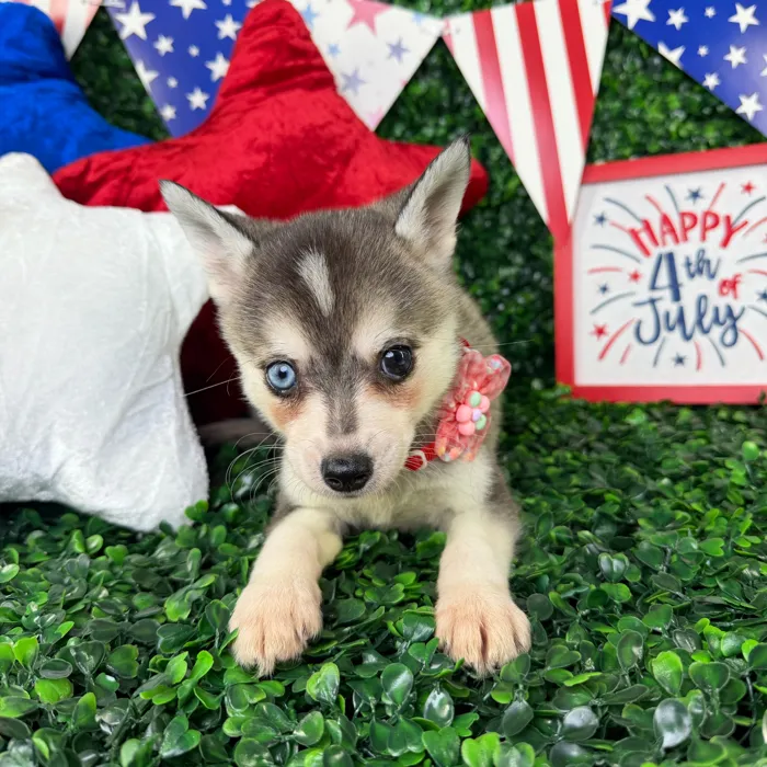 Female Alaskan Klee Kai puppy named Honey for sale at Puppy Dreams - North Richland Hills.