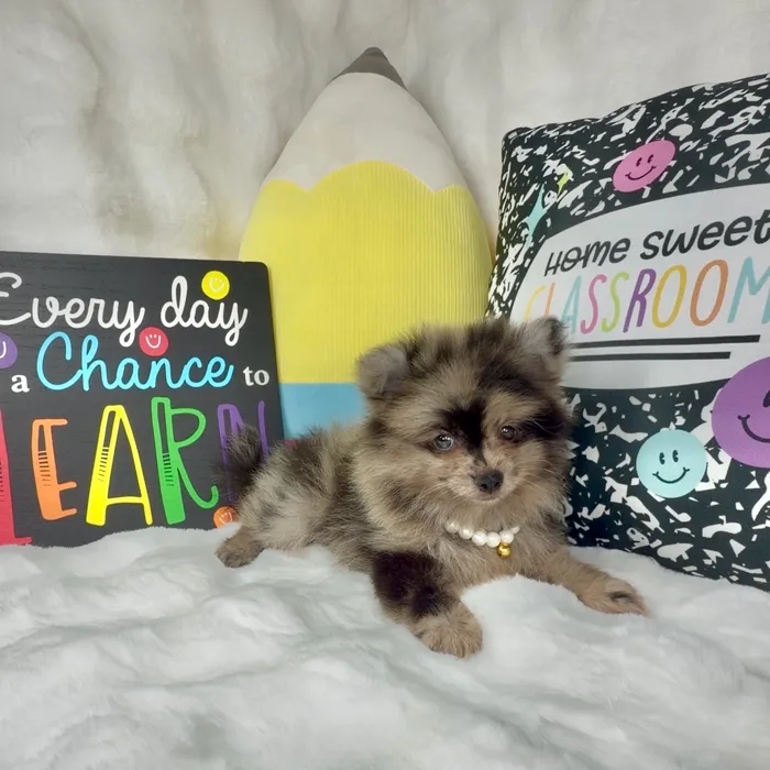 Female Pomeranian puppy named Berry for sale at Puppy Dreams - Denton.