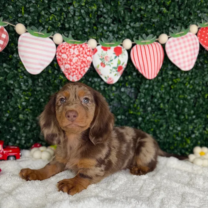 Male Dachshund puppy named River for sale at Puppy Dreams - Garland.