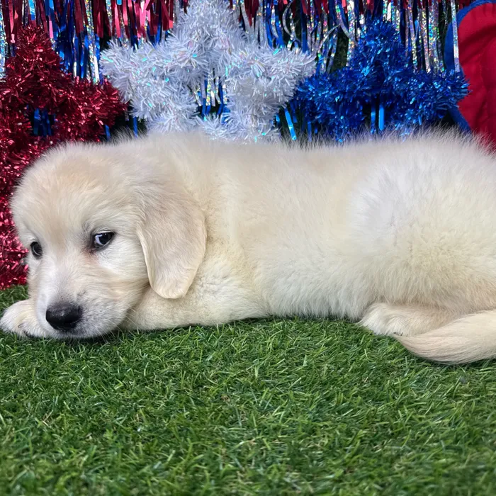 Male Golden Retriever puppy named Pup Tart for sale at Puppy Dreams - Arlington.