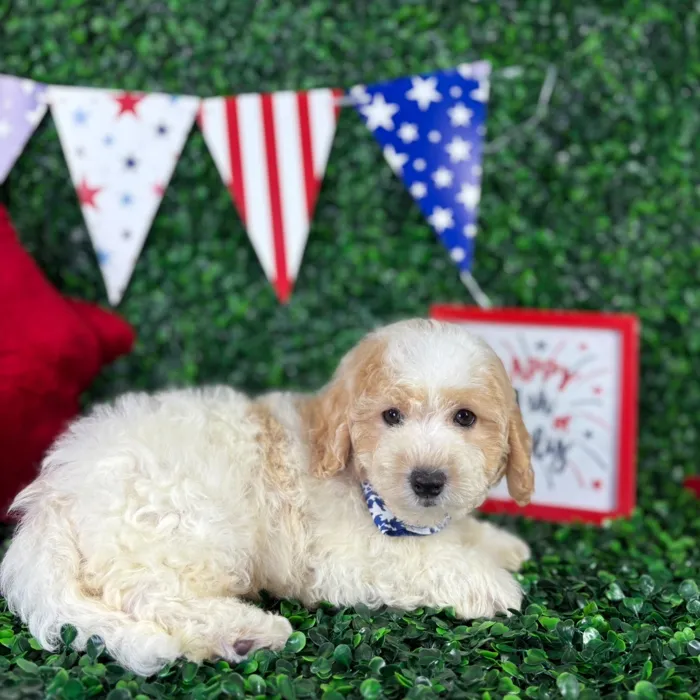 Male Bichon-Poodle puppy named Louie for sale at Puppy Dreams - North Richland Hills.