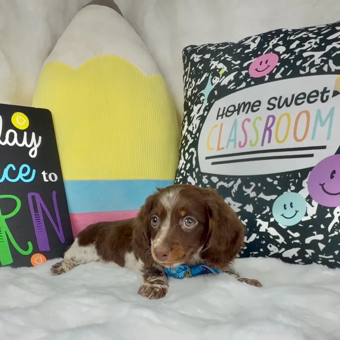 Male Dachshund puppy named Twisler for sale at Puppy Dreams - Denton.