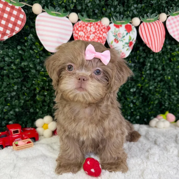 Female Shih Tzu puppy named Luna for sale at Puppy Dreams - Garland.