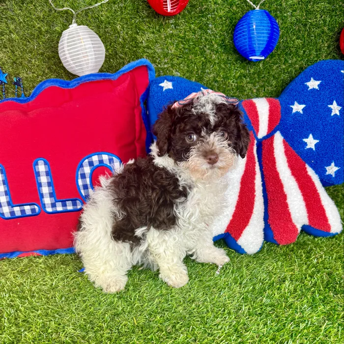 Female Mini Poodle puppy named Bali for sale at Puppy Dreams - Arlington.