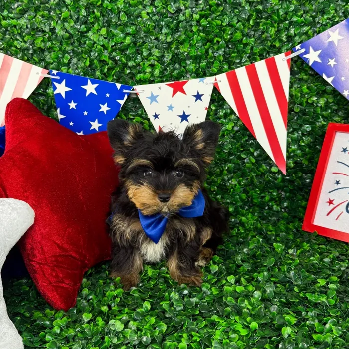 Male Yorkie puppy named Pickles for sale at Puppy Dreams - North Richland Hills.