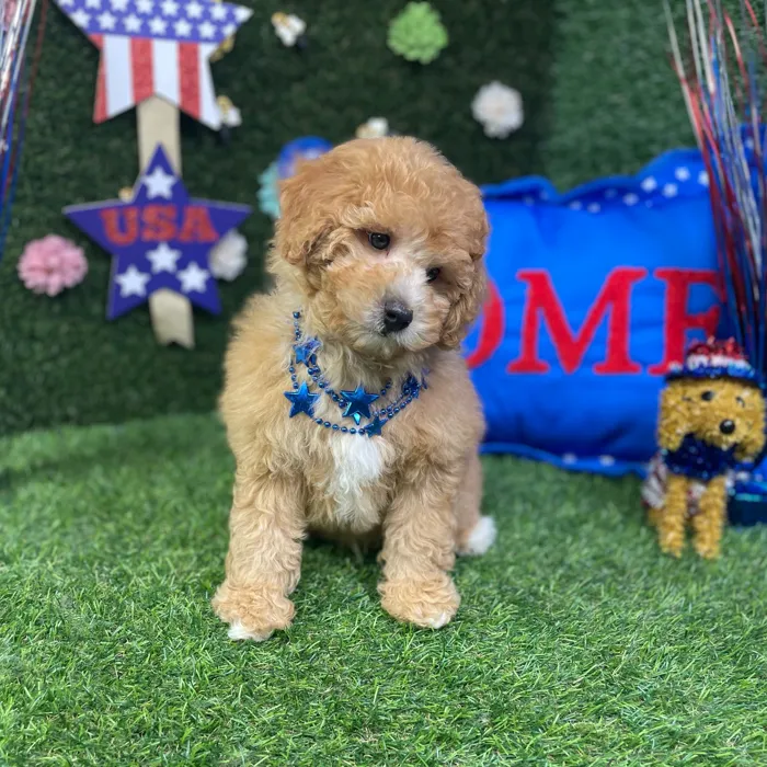 Male Mini Poodle puppy named Otis for sale at Puppy Dreams - Carrollton.