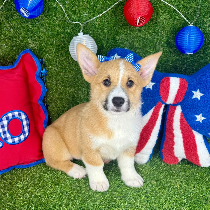 Female Pembroke Welsh Corgi puppy named Itsy for sale at Puppy Dreams - Arlington.