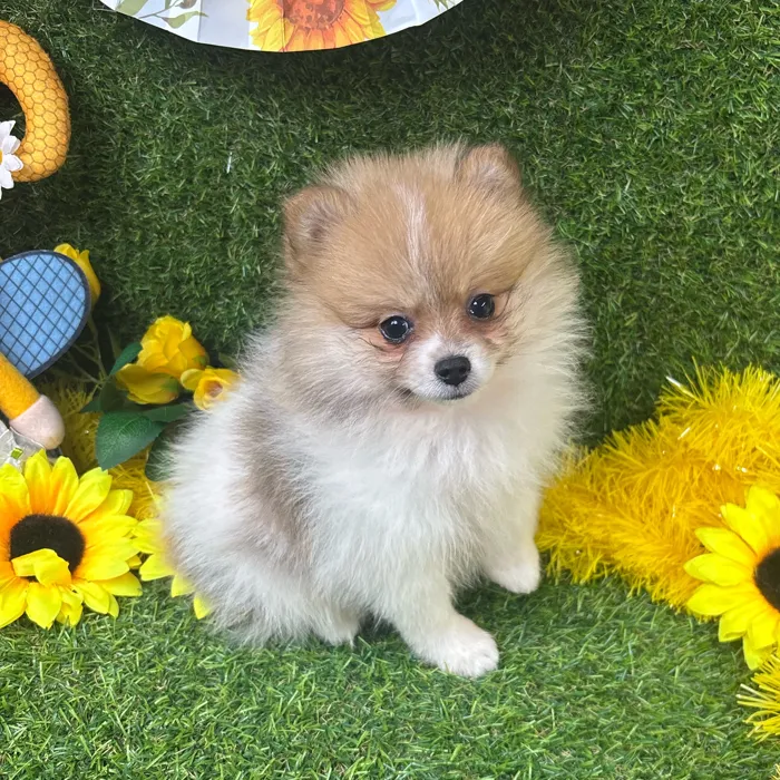 Female Pomeranian puppy named Foxy for sale at Puppy Dreams - Arlington.
