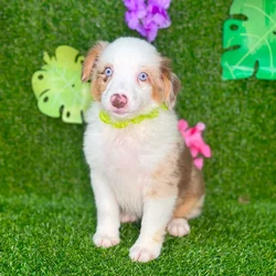 car_main_img_/media/ap_media/pets/BVFDZMGZDEHP134421.webp.250x250_q85.webp
