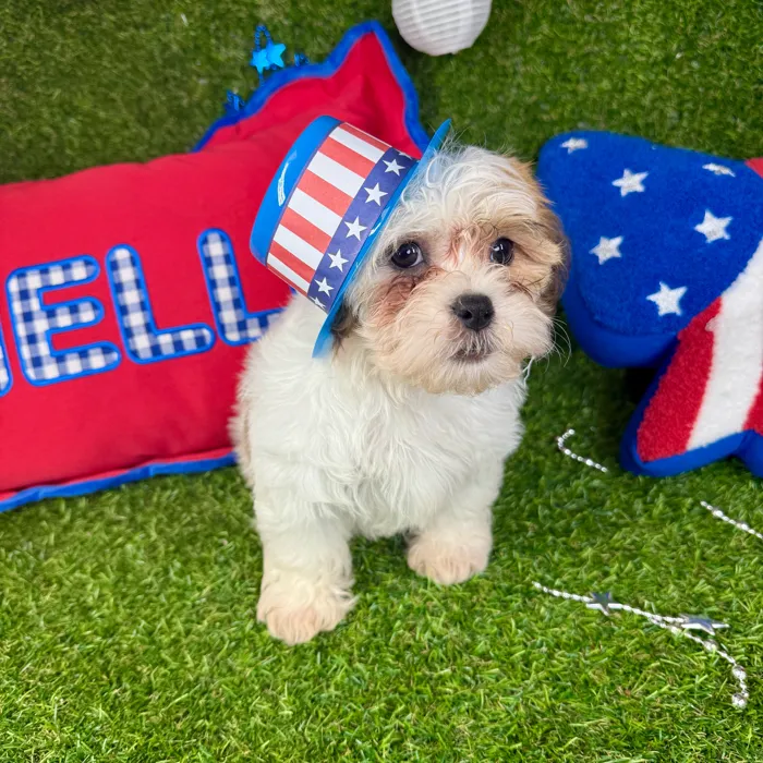Male Teddy Bear puppy named Lucky for sale at Puppy Dreams - Arlington.