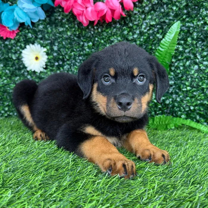 Male Rottweiler puppy named Ochoa for sale at Puppy Dreams - Denton.